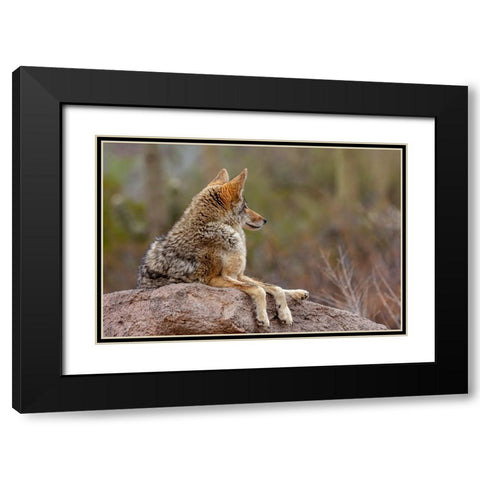 Coyote at the Arizona Sonoran Desert Museum in Tucson-Arizona-USA Black Modern Wood Framed Art Print with Double Matting by Haney, Chuck