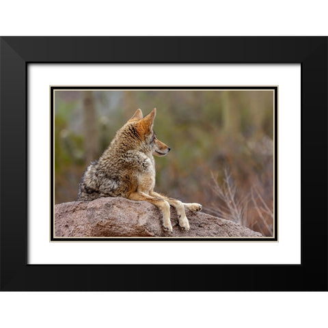 Coyote at the Arizona Sonoran Desert Museum in Tucson-Arizona-USA Black Modern Wood Framed Art Print with Double Matting by Haney, Chuck