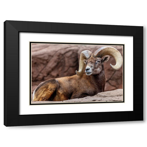 Desert Bighorn Sheep Ram at the Arizona Sonoran Desert Museum in Tucson-Arizona-USA Black Modern Wood Framed Art Print with Double Matting by Haney, Chuck