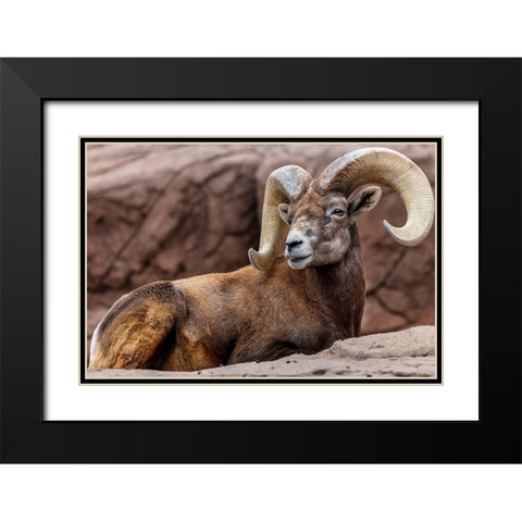 Desert Bighorn Sheep Ram at the Arizona Sonoran Desert Museum in Tucson-Arizona-USA Black Modern Wood Framed Art Print with Double Matting by Haney, Chuck