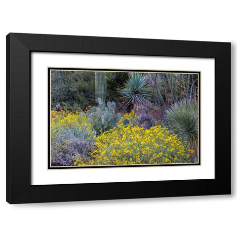 Spring floral desert gardens at the Arizona Sonoran Desert Museum in Tucson-Arizona-USA Black Modern Wood Framed Art Print with Double Matting by Haney, Chuck