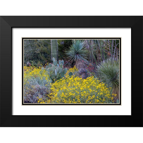 Spring floral desert gardens at the Arizona Sonoran Desert Museum in Tucson-Arizona-USA Black Modern Wood Framed Art Print with Double Matting by Haney, Chuck