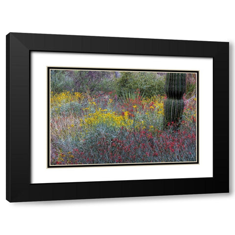 Spring floral desert gardens at the Arizona Sonoran Desert Museum in Tucson-Arizona-USA Black Modern Wood Framed Art Print with Double Matting by Haney, Chuck