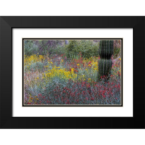 Spring floral desert gardens at the Arizona Sonoran Desert Museum in Tucson-Arizona-USA Black Modern Wood Framed Art Print with Double Matting by Haney, Chuck