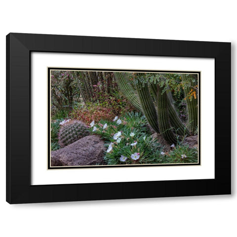 Spring floral desert gardens at the Arizona Sonoran Desert Museum in Tucson-Arizona-USA Black Modern Wood Framed Art Print with Double Matting by Haney, Chuck