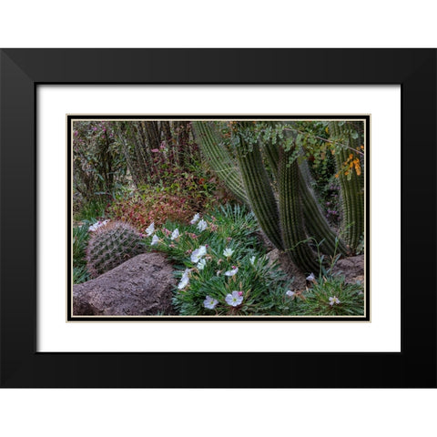 Spring floral desert gardens at the Arizona Sonoran Desert Museum in Tucson-Arizona-USA Black Modern Wood Framed Art Print with Double Matting by Haney, Chuck