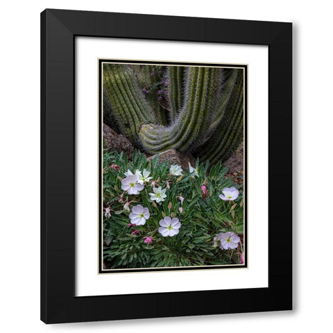 Spring floral desert gardens at the Arizona Sonoran Desert Museum in Tucson-Arizona-USA Black Modern Wood Framed Art Print with Double Matting by Haney, Chuck