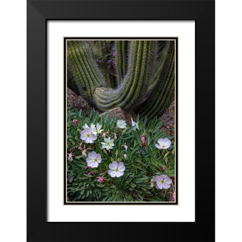 Spring floral desert gardens at the Arizona Sonoran Desert Museum in Tucson-Arizona-USA Black Modern Wood Framed Art Print with Double Matting by Haney, Chuck