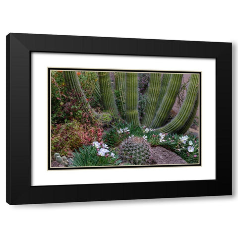 Spring floral desert gardens at the Arizona Sonoran Desert Museum in Tucson-Arizona-USA Black Modern Wood Framed Art Print with Double Matting by Haney, Chuck