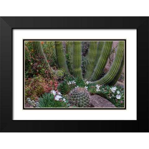 Spring floral desert gardens at the Arizona Sonoran Desert Museum in Tucson-Arizona-USA Black Modern Wood Framed Art Print with Double Matting by Haney, Chuck