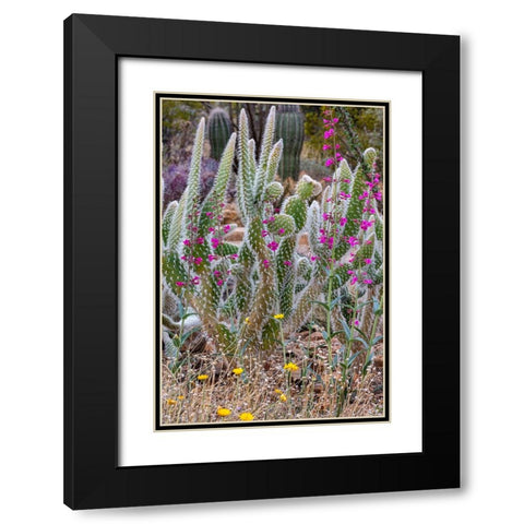 Wooly Jacket Prickly Pear Cactus and Penstemon at the Arizona Sonoran Desert Museum in Tucson-Arizo Black Modern Wood Framed Art Print with Double Matting by Haney, Chuck
