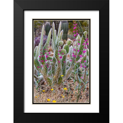 Wooly Jacket Prickly Pear Cactus and Penstemon at the Arizona Sonoran Desert Museum in Tucson-Arizo Black Modern Wood Framed Art Print with Double Matting by Haney, Chuck
