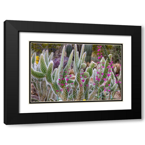 Wooly Jacket Prickly Pear Cactus and Penstemon at the Arizona Sonoran Desert Museum in Tucson-Arizo Black Modern Wood Framed Art Print with Double Matting by Haney, Chuck