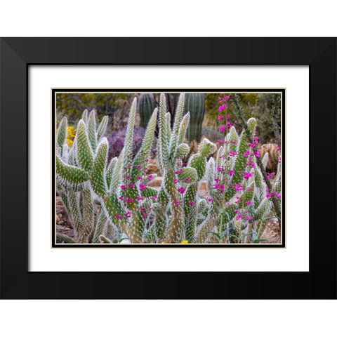 Wooly Jacket Prickly Pear Cactus and Penstemon at the Arizona Sonoran Desert Museum in Tucson-Arizo Black Modern Wood Framed Art Print with Double Matting by Haney, Chuck