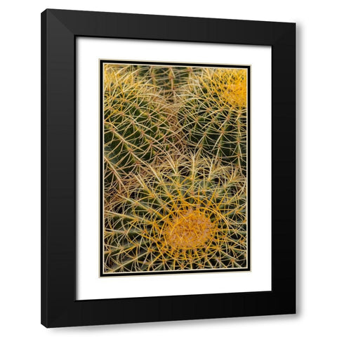 Golden Barrel Cactus at the Arizona Sonoran Desert Museum in Tucson-Arizona-USA Black Modern Wood Framed Art Print with Double Matting by Haney, Chuck