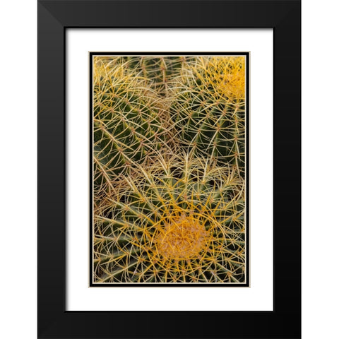 Golden Barrel Cactus at the Arizona Sonoran Desert Museum in Tucson-Arizona-USA Black Modern Wood Framed Art Print with Double Matting by Haney, Chuck