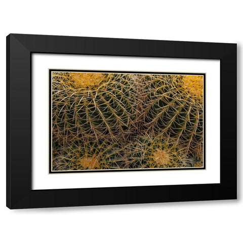 Golden Barrel Cactus at the Arizona Sonoran Desert Museum in Tucson-Arizona-USA Black Modern Wood Framed Art Print with Double Matting by Haney, Chuck