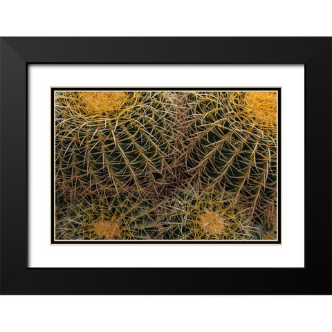 Golden Barrel Cactus at the Arizona Sonoran Desert Museum in Tucson-Arizona-USA Black Modern Wood Framed Art Print with Double Matting by Haney, Chuck