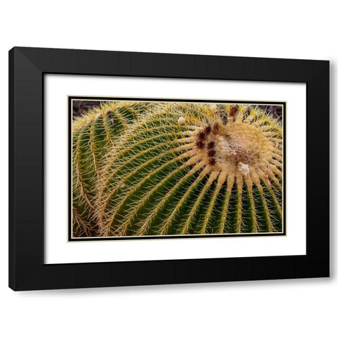 Golden Barrel Cactus at the Arizona Sonoran Desert Museum in Tucson-Arizona-USA Black Modern Wood Framed Art Print with Double Matting by Haney, Chuck