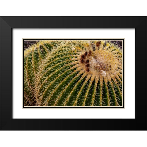 Golden Barrel Cactus at the Arizona Sonoran Desert Museum in Tucson-Arizona-USA Black Modern Wood Framed Art Print with Double Matting by Haney, Chuck