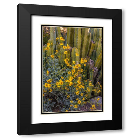 Brittlebush wildflower and Organ Pipe Cactus-Desert Botanical Gardens-Phoenix-Arizona-USA Black Modern Wood Framed Art Print with Double Matting by Garber, Howie