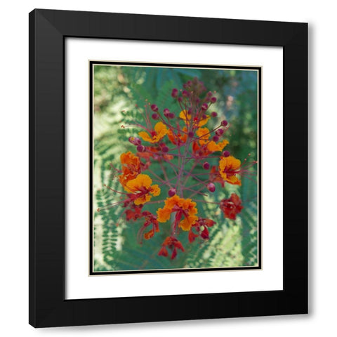 Orange and red circular flower-Red Bird of Paradise-Desert Botanical Gardens-Phoenix-Arizona Black Modern Wood Framed Art Print with Double Matting by Garber, Howie