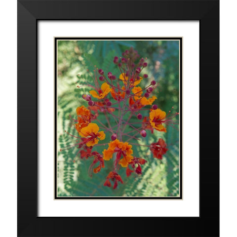 Orange and red circular flower-Red Bird of Paradise-Desert Botanical Gardens-Phoenix-Arizona Black Modern Wood Framed Art Print with Double Matting by Garber, Howie