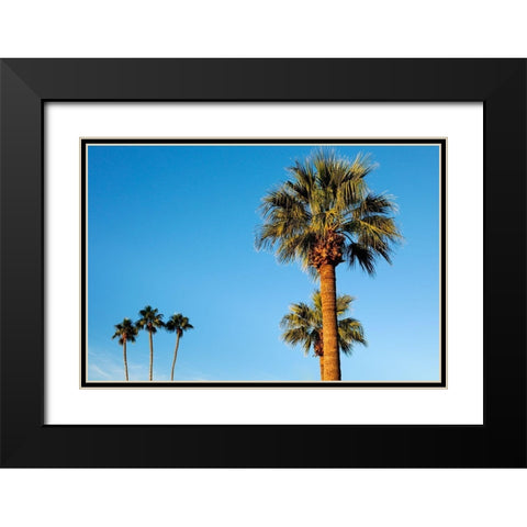 Palm trees-Carefree-Arizona Black Modern Wood Framed Art Print with Double Matting by McRoberts, Julien