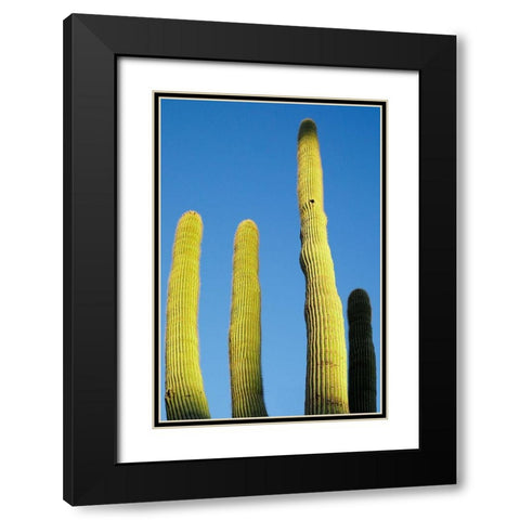 Desert cactus-Carefree-Arizona Black Modern Wood Framed Art Print with Double Matting by McRoberts, Julien