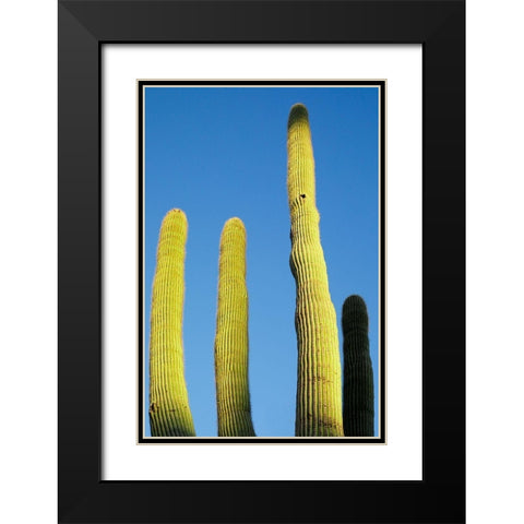 Desert cactus-Carefree-Arizona Black Modern Wood Framed Art Print with Double Matting by McRoberts, Julien