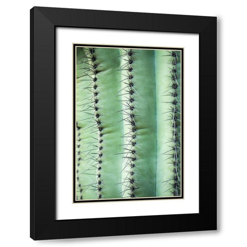 Desert cactus-Carefree-Arizona Black Modern Wood Framed Art Print with Double Matting by McRoberts, Julien
