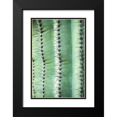Desert cactus-Carefree-Arizona Black Modern Wood Framed Art Print with Double Matting by McRoberts, Julien