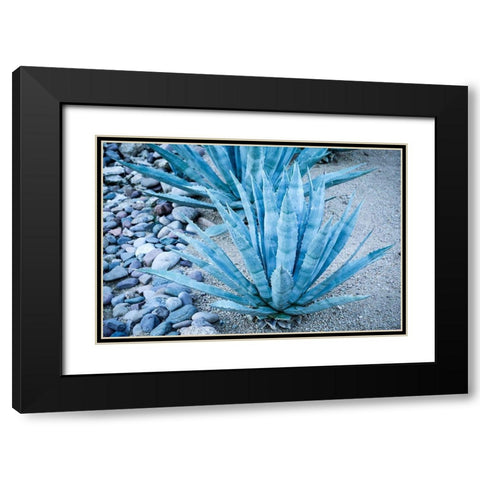 Desert cactus-Carefree-Arizona Black Modern Wood Framed Art Print with Double Matting by McRoberts, Julien