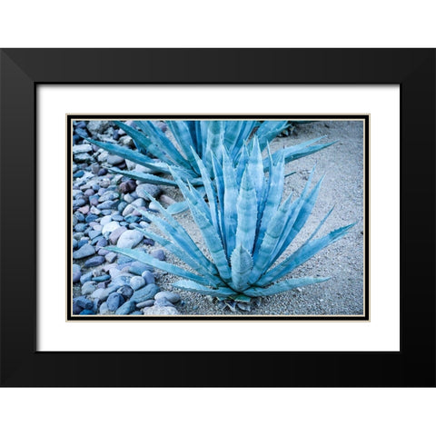 Desert cactus-Carefree-Arizona Black Modern Wood Framed Art Print with Double Matting by McRoberts, Julien