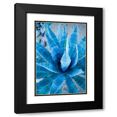 Desert cactus-Carefree-Arizona Black Modern Wood Framed Art Print with Double Matting by McRoberts, Julien