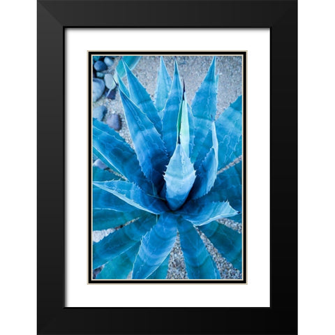 Desert cactus-Carefree-Arizona Black Modern Wood Framed Art Print with Double Matting by McRoberts, Julien