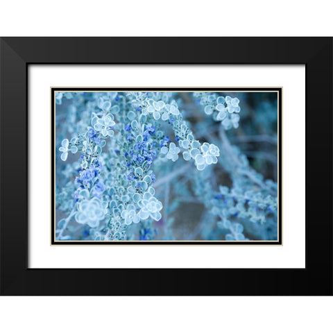 Desert cactus-Carefree-Arizona Black Modern Wood Framed Art Print with Double Matting by McRoberts, Julien