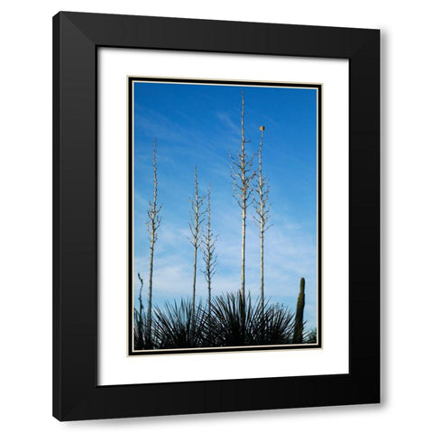 Desert cactus-Carefree-Arizona Black Modern Wood Framed Art Print with Double Matting by McRoberts, Julien