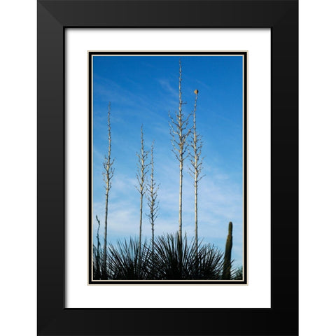 Desert cactus-Carefree-Arizona Black Modern Wood Framed Art Print with Double Matting by McRoberts, Julien