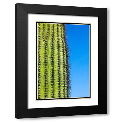 Desert cactus-Carefree-Arizona Black Modern Wood Framed Art Print with Double Matting by McRoberts, Julien