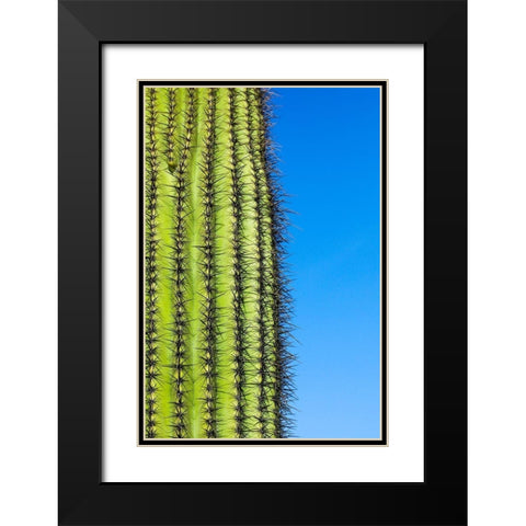 Desert cactus-Carefree-Arizona Black Modern Wood Framed Art Print with Double Matting by McRoberts, Julien