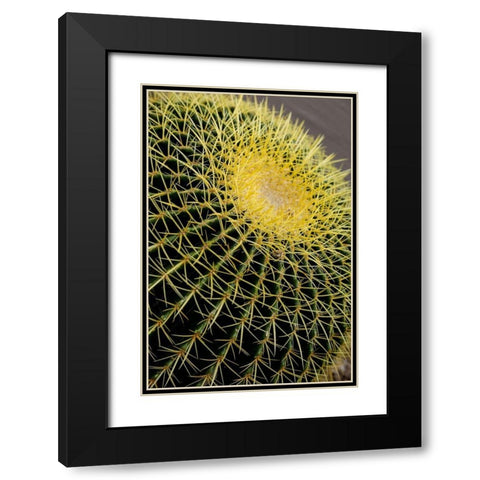 Desert cactus-Carefree-Arizona Black Modern Wood Framed Art Print with Double Matting by McRoberts, Julien