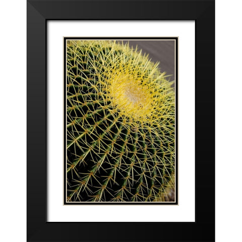 Desert cactus-Carefree-Arizona Black Modern Wood Framed Art Print with Double Matting by McRoberts, Julien