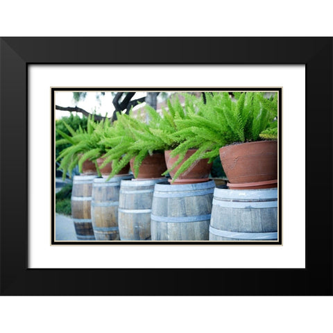 Tucson-Arizona Ferns in pots on barrels Black Modern Wood Framed Art Print with Double Matting by McRoberts, Julien