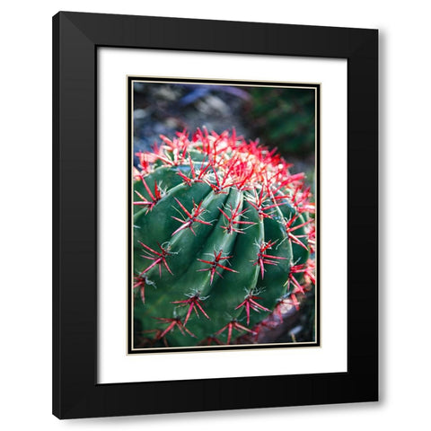 Apache Junction- Arizona- USA- Flowering cactus Black Modern Wood Framed Art Print with Double Matting by Sienda, Jolly