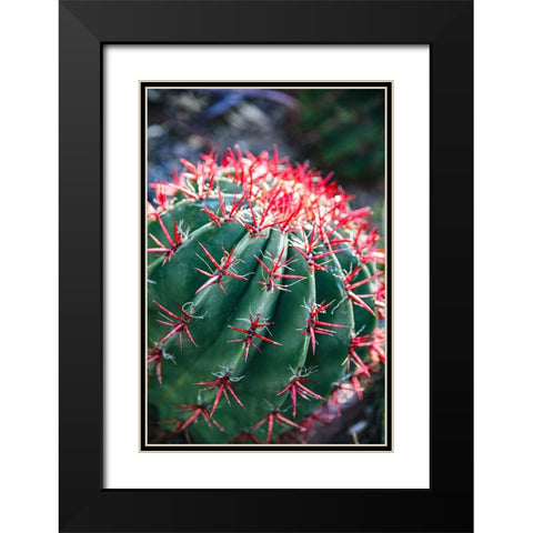 Apache Junction- Arizona- USA- Flowering cactus Black Modern Wood Framed Art Print with Double Matting by Sienda, Jolly