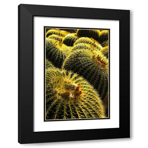 Apache Junction- Arizona- USA. Cactus Black Modern Wood Framed Art Print with Double Matting by Sienda, Jolly