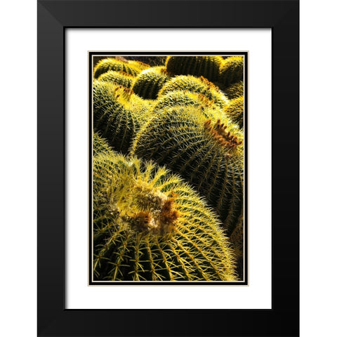Apache Junction- Arizona- USA. Cactus Black Modern Wood Framed Art Print with Double Matting by Sienda, Jolly