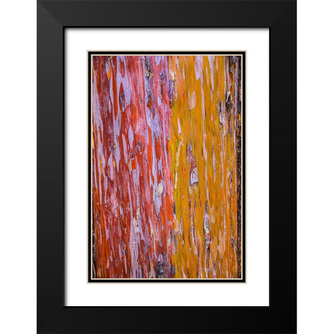 Sedona- Arizona. Cottonwood tree Black Modern Wood Framed Art Print with Double Matting by Sienda, Jolly