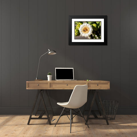 Arizona-Tucson-Saguaro National Park Black Modern Wood Framed Art Print with Double Matting by Hawkins, Peter